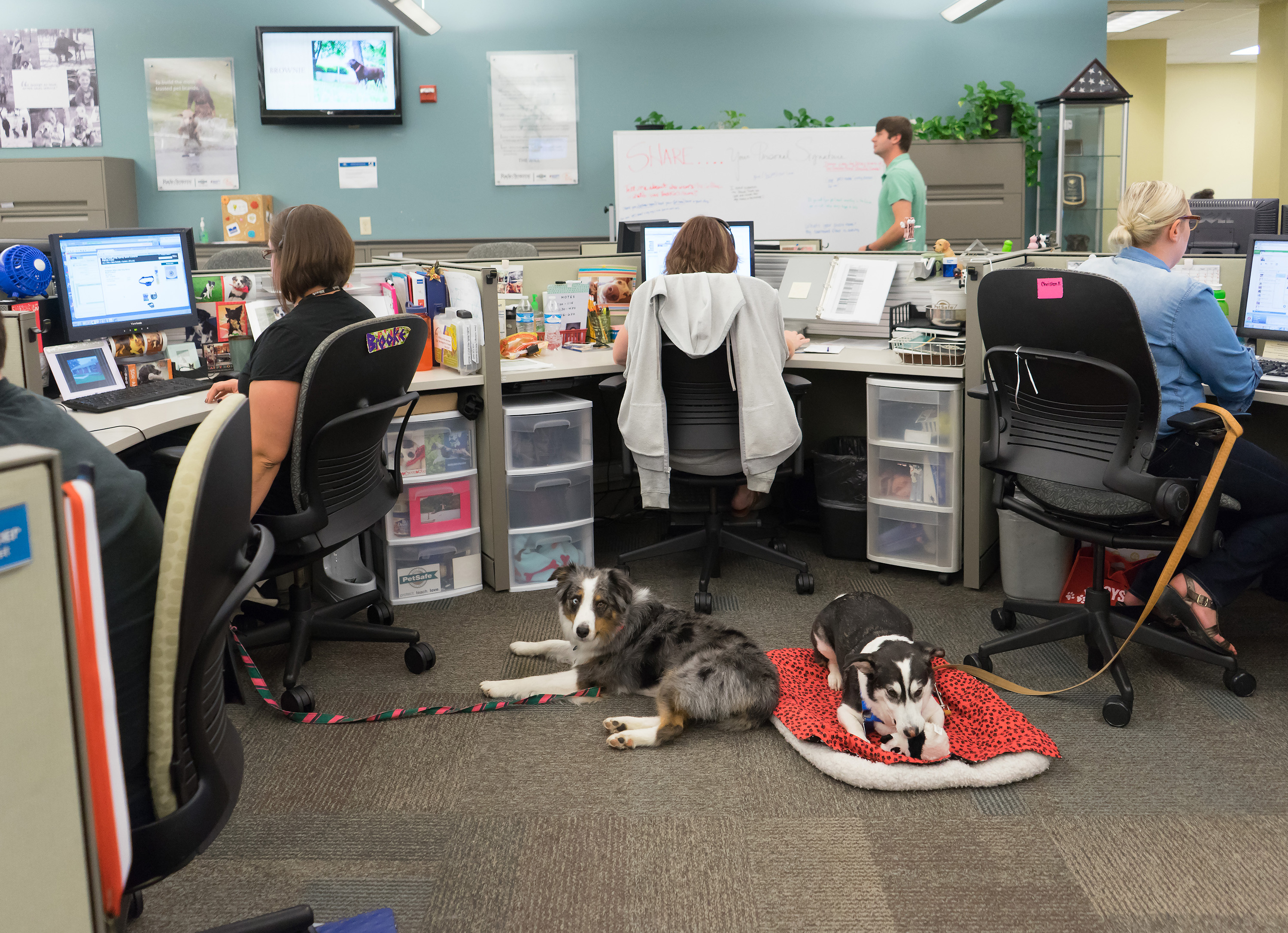 llevar al perro a la oficina, tendencia post-pandemia